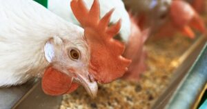 Formulação com minerais digestíveis avança na nutrição de aves e reduz custos