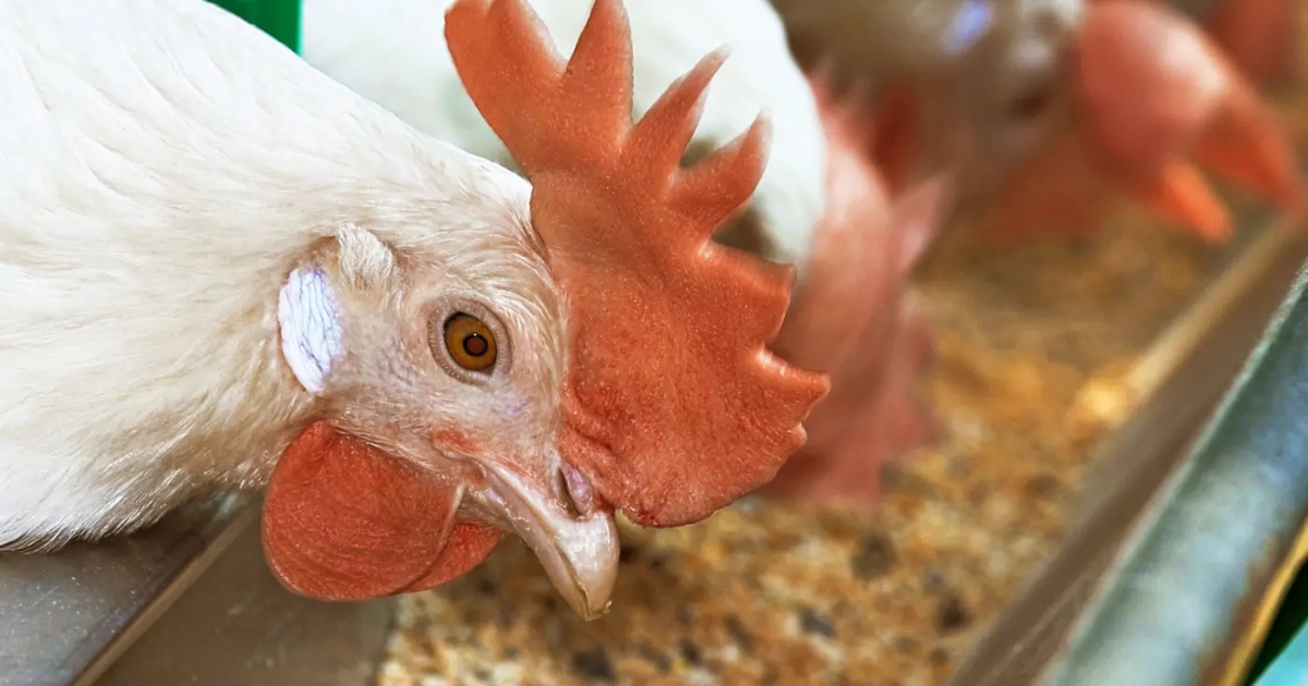 nutrição de aves