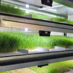 Produção indoor vertical para forragem a partir da germinação de grãos oferece melhor rentabilidade à pecuária