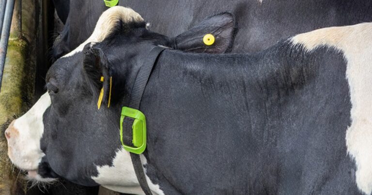 Frísia monitora 23,5 mil vacas com inteligência artificial e amplia controle da produção leiteira