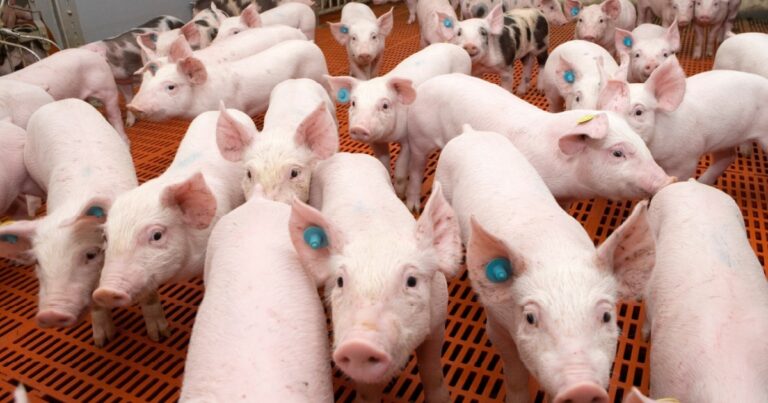Ritmo de produção e exportações deve definir margens da suinocultura nos próximos meses