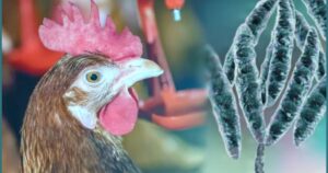 Micotoxinas elevam risco na avicultura e exigem monitoramento estratégico da cadeia de grãos