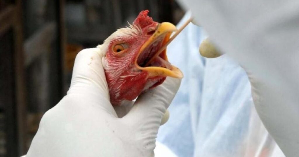 micotoxinas na avicultura