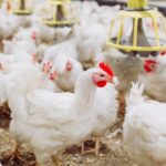 Problemas respiratórios impactam desempenho e exigem manejo rigoroso na avicultura