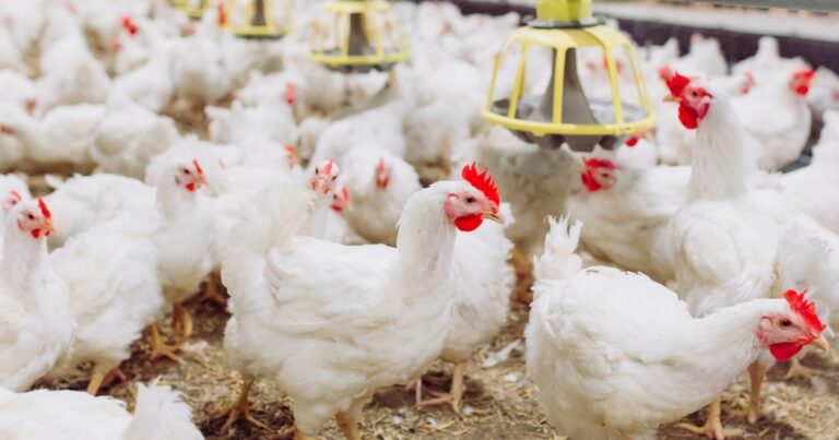 Problemas respiratórios impactam desempenho e exigem manejo rigoroso na avicultura