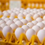 Produção de ovos nos EUA cresce em janeiro e reforça ritmo da avicultura