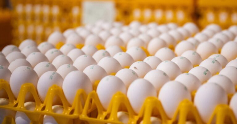 Produção de ovos nos EUA cresce em janeiro e reforça ritmo da avicultura