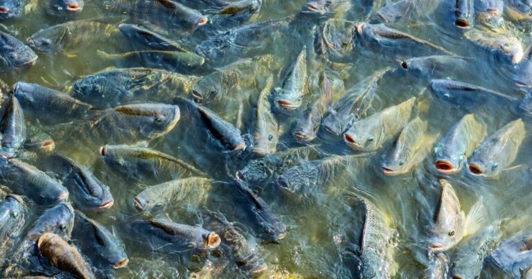 Produção de peixes no Brasil ultrapassa 1 milhão de toneladas e acelera crescimento do setor