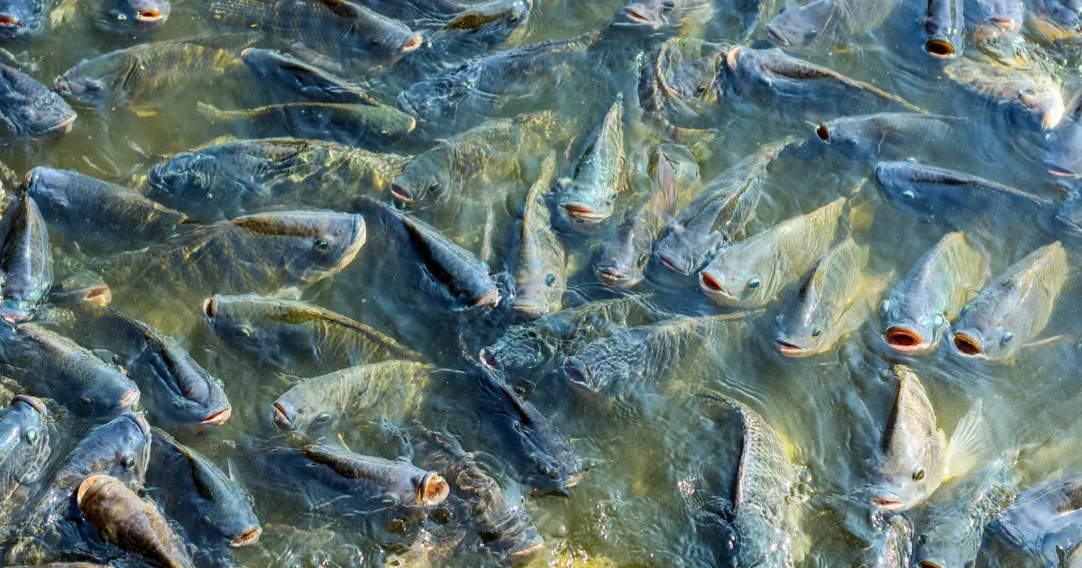 produção de peixes Brasil