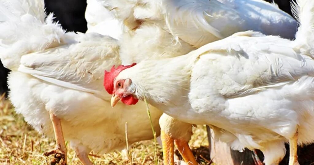 frango vivo poder de compra Cepea