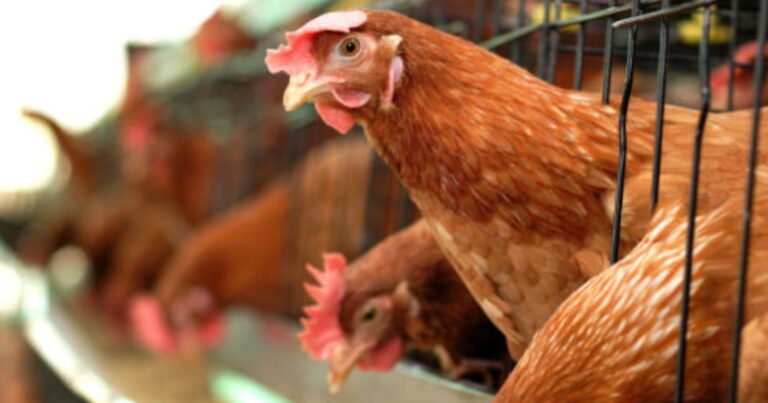 Reino Unido condiciona liberação de proteína animal em rações a acordo com UE