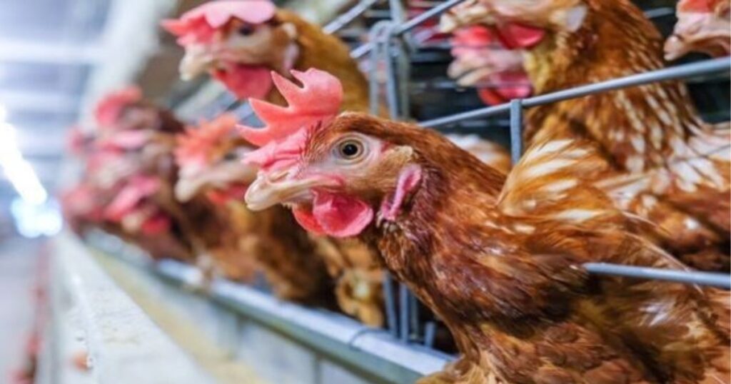 proteína sustentável