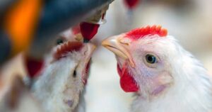 Resíduos da avicultura ganham potencial para produção sustentável de proteína