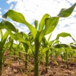 Transição climática acende alerta para o agronegócio e eleva risco de El Niño no segundo semestre