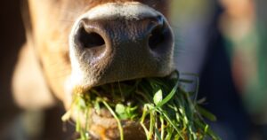 O papel da nutrição animal na sustentabilidade da produção