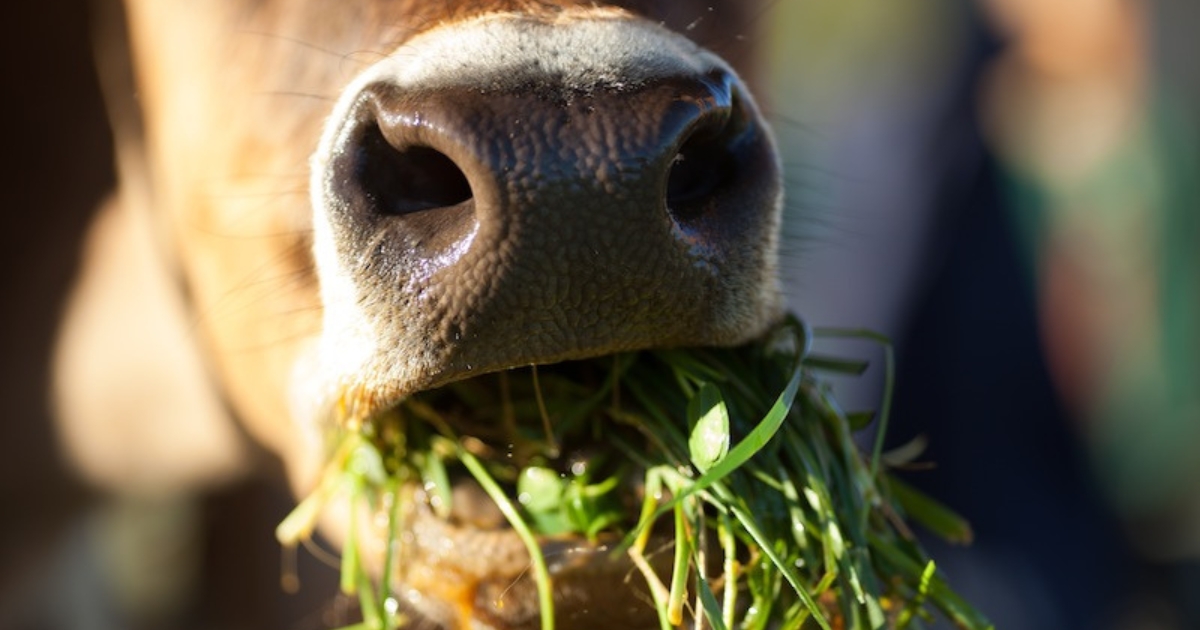 nutrição animal sustentável
