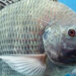 Tilápia: mais uma commodity na cadeia de proteína animal no Brasil