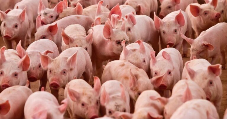 Ucrânia pode perder até metade do rebanho suíno em 2026 com PSA e crise de preços