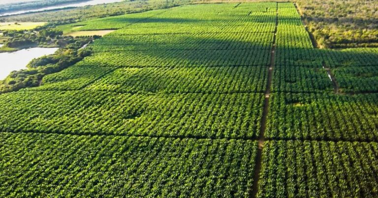 Valor Bruto da Produção do agro é revisado para R$ 1,371 trilhão em 2026