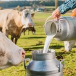 Estudo aponta que leite brasileiro emite menos da metade do carbono da média mundial