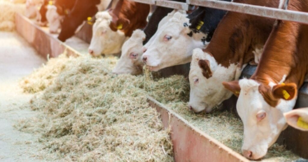 manejo nutricional dos grãos