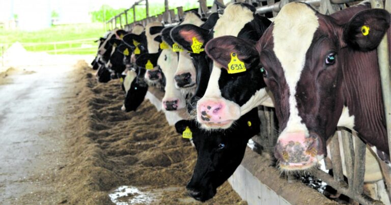 Manejo nutricional dos grãos ganha protagonismo na eficiência da cadeia da carne