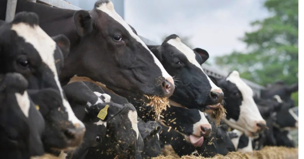Estudo mostra adaptação rápida da gripe aviária ao gado e alerta para riscos sanitários na cadeia de proteína animal
