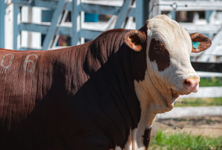 Cresce o mercado para a genética Hereford e Braford  no Oeste catarinense