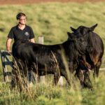 Rio Grande do Sul projeta maior delegação no Mundial Brangus 2026