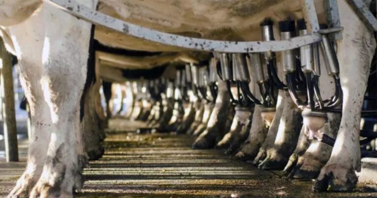 Acordo Mercosul-UE acende alerta no setor lácteo brasileiro