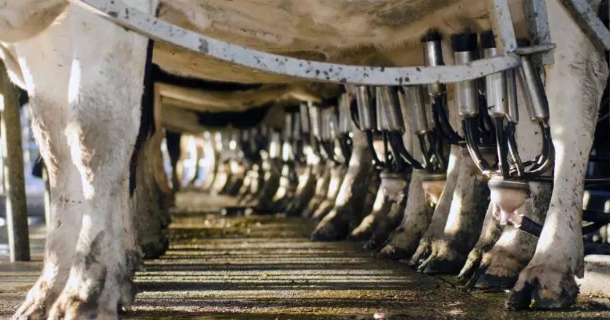acordo Mercosul União Europeia setor lácteo