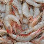 Panorama das importações de camarão pelos EUA em 2025