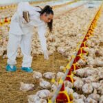 Ciência na avicultura: compreendendo o desenvolvimento do embrião