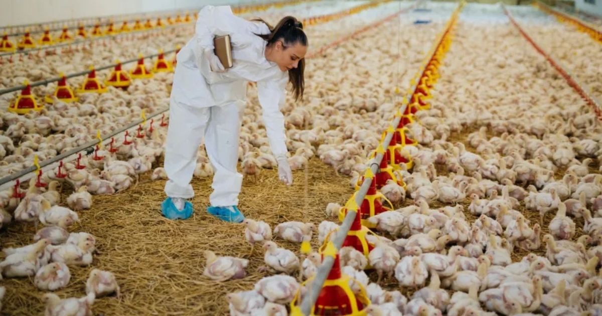 metabolismo embrionário aves