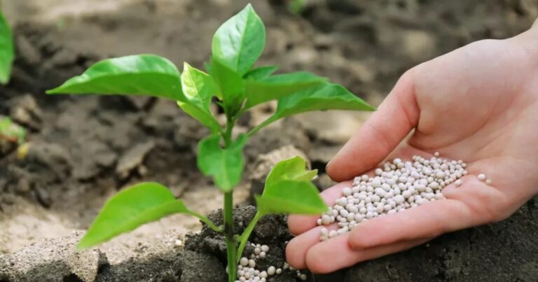 Dependência de fertilizantes expõe vulnerabilidade do agro brasileiro