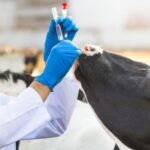 Saúde animal ganha destaque no Dia Nacional dos Animais e reforça papel na segurança alimentar