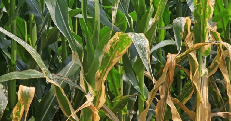 Doenças fúngicas podem reduzir produtividade do milho em até 50%