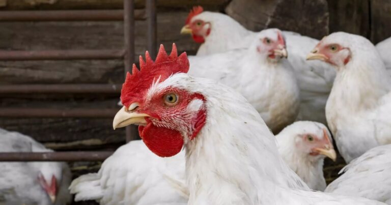 Preço da carne de frango cai ao menor nível desde 2023, aponta Cepea