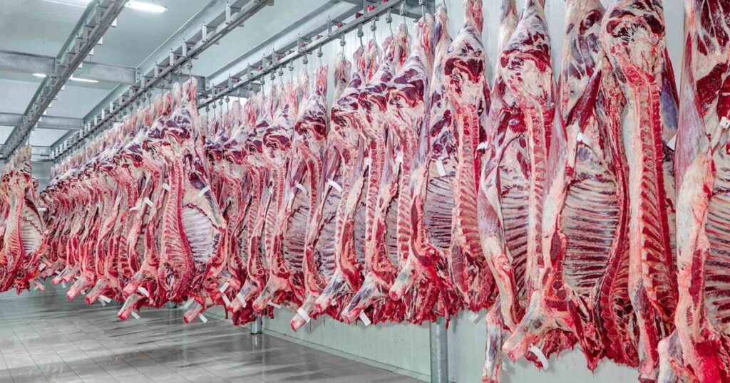 carne bovina exportações