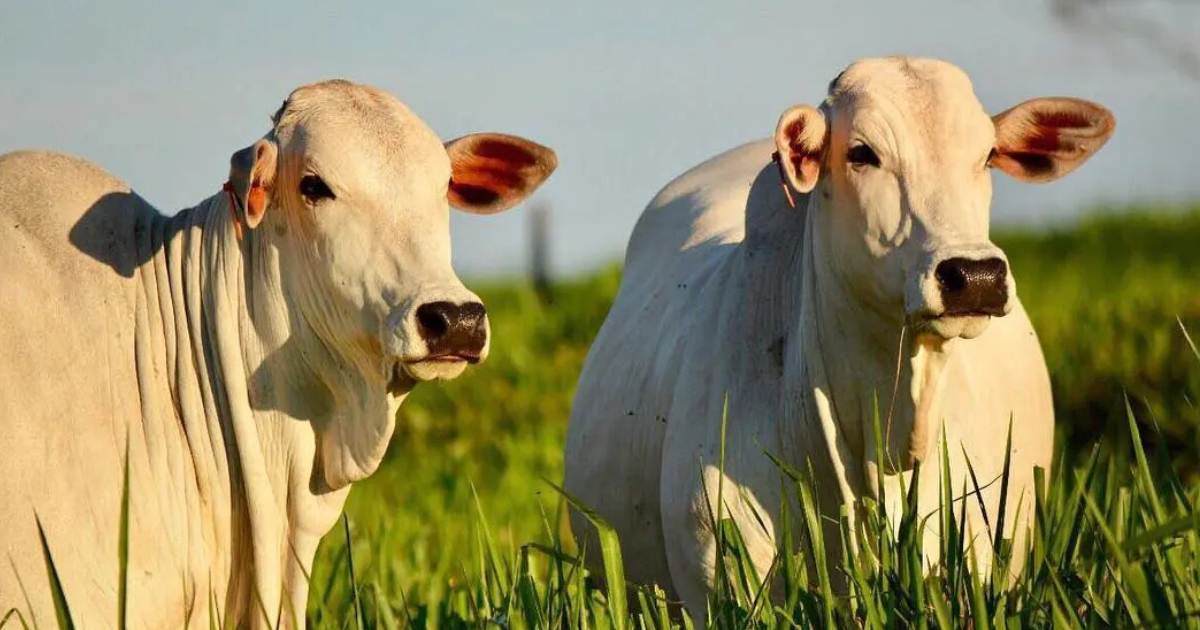 reposição bovina