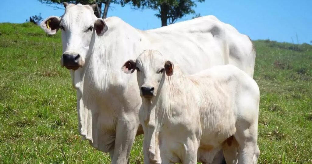 reposição bovina