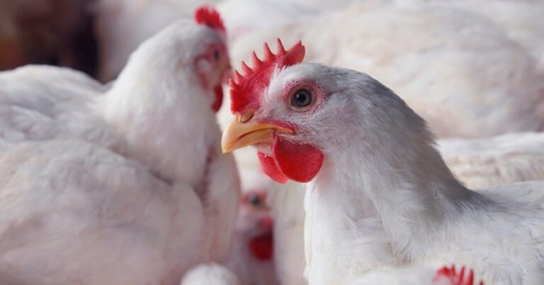 Produção recorde de frango pressiona preços no mercado interno