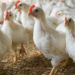 Projeto amplia acesso à genética e fortalece avicultura familiar em Gana