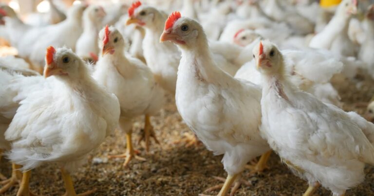 Projeto amplia acesso à genética e fortalece avicultura familiar em Gana