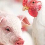 Mérito ABPA de pesquisa aplicável abre inscrições e reforça papel da ciência na evolução da proteína animal brasileira