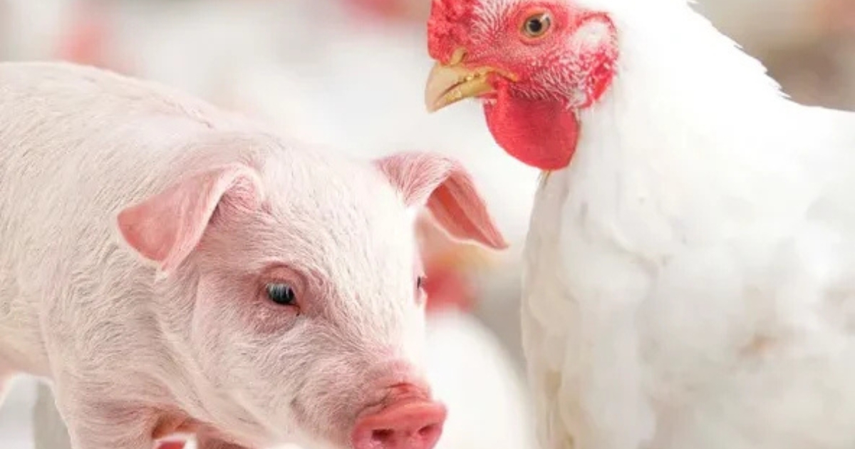 pesquisa aplicada proteína animal