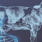 Melhoramento genético e inseminação artificial impulsionam produtividade da pecuária de corte no Brasil