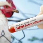 Gripe aviária recua na Europa após pico do inverno, mas casos seguem acima da média