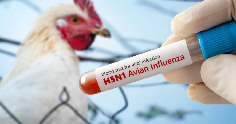 Gripe aviária recua na Europa após pico do inverno, mas casos seguem acima da média