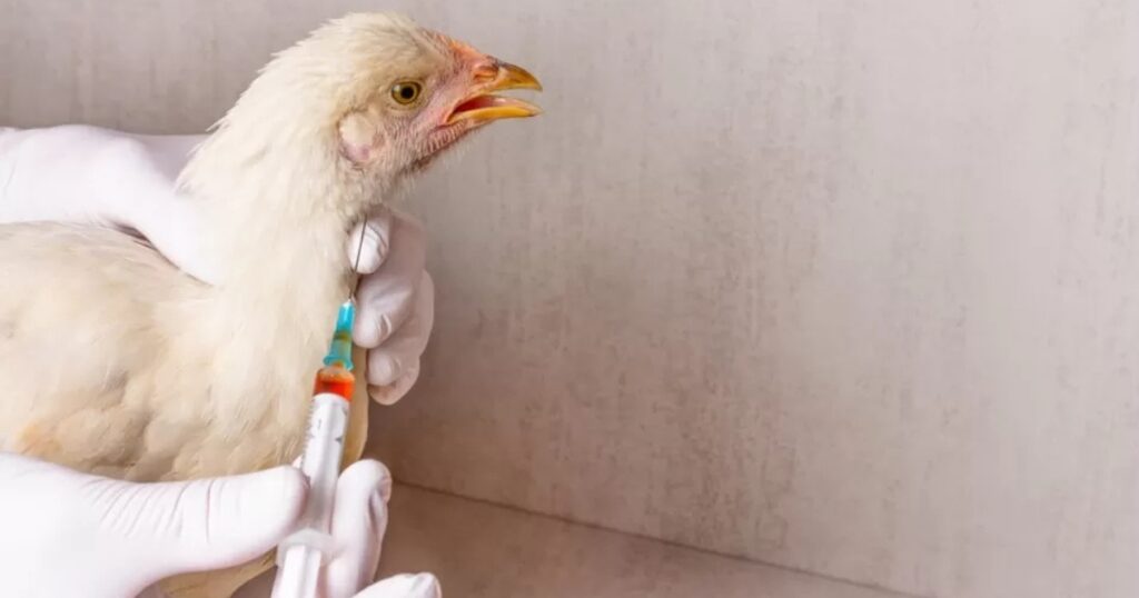 gripe aviária Brasil